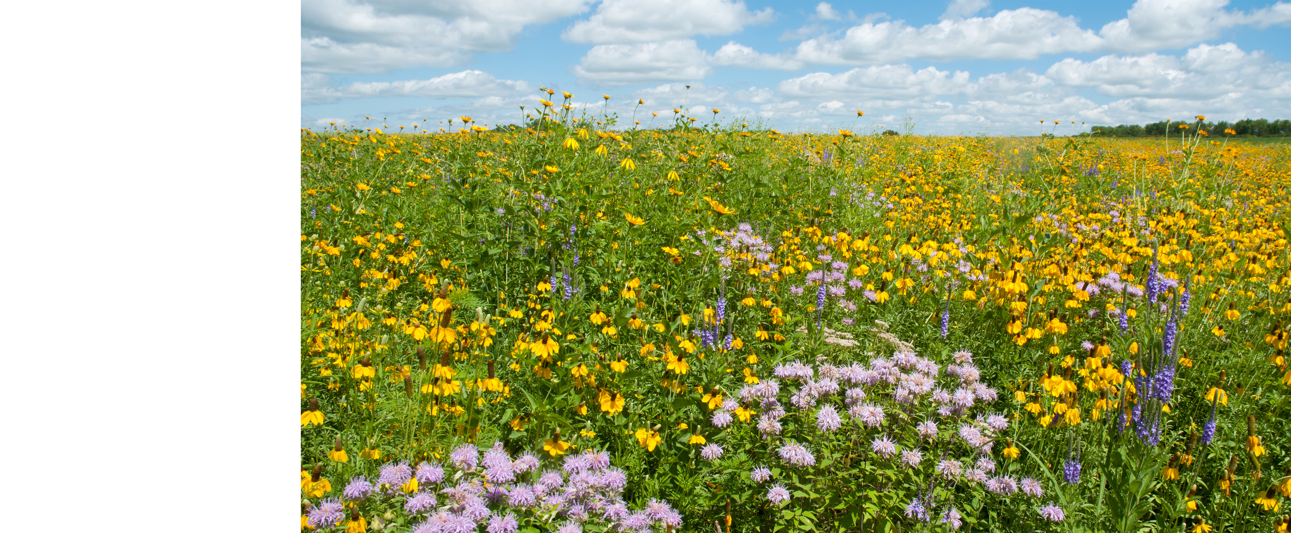 Weldon Spring Site Prairie of Flowers