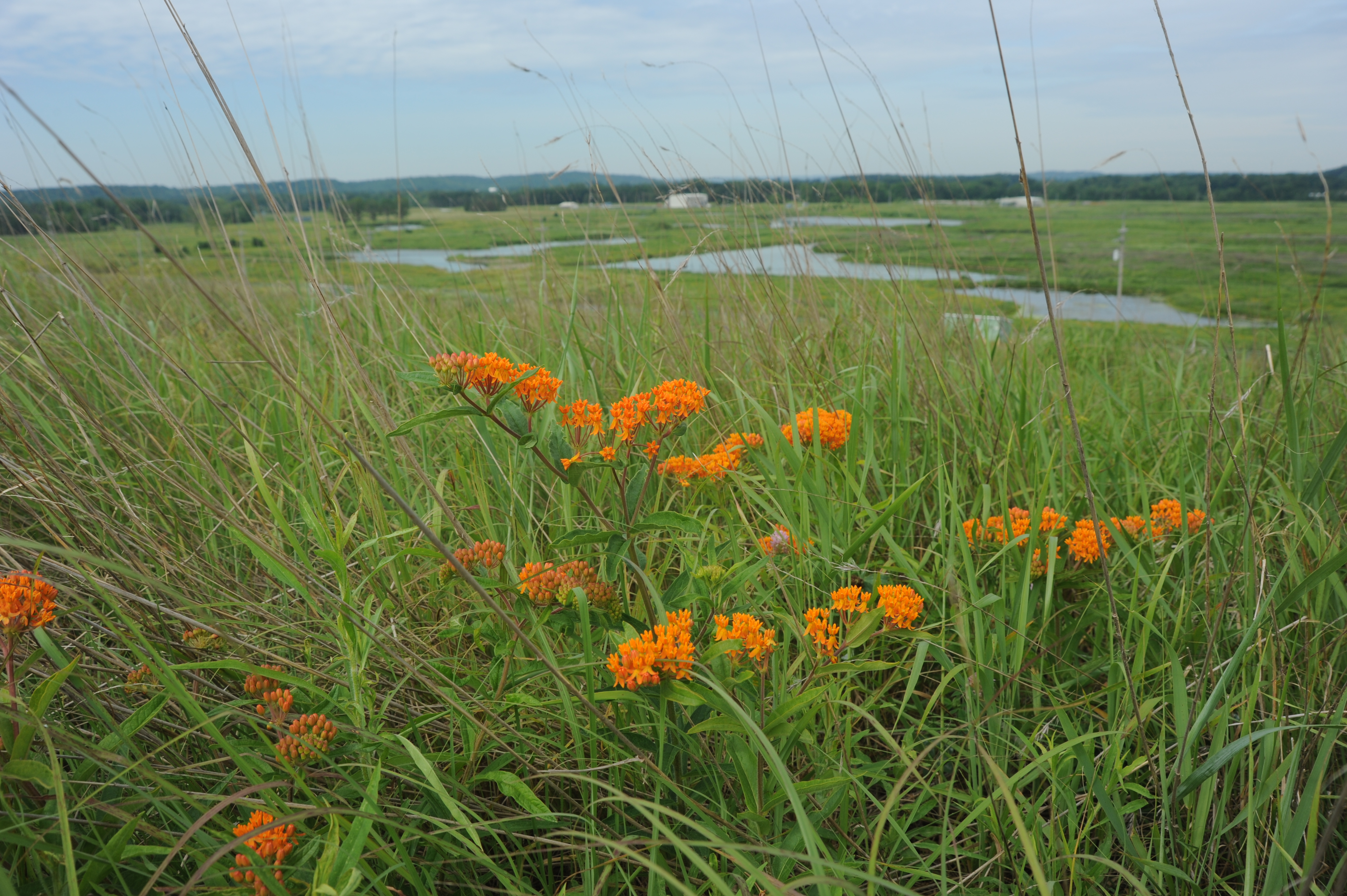 Orange Flowers in Fernald Preserve Site Field