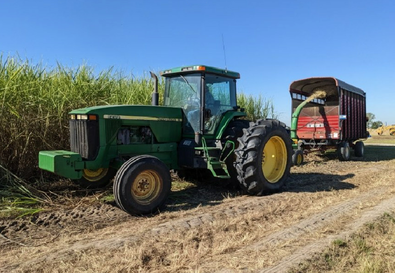 Energycane harvest.