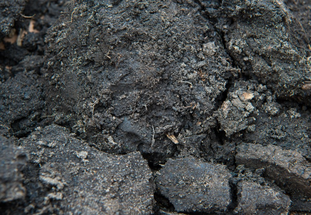 Biochar