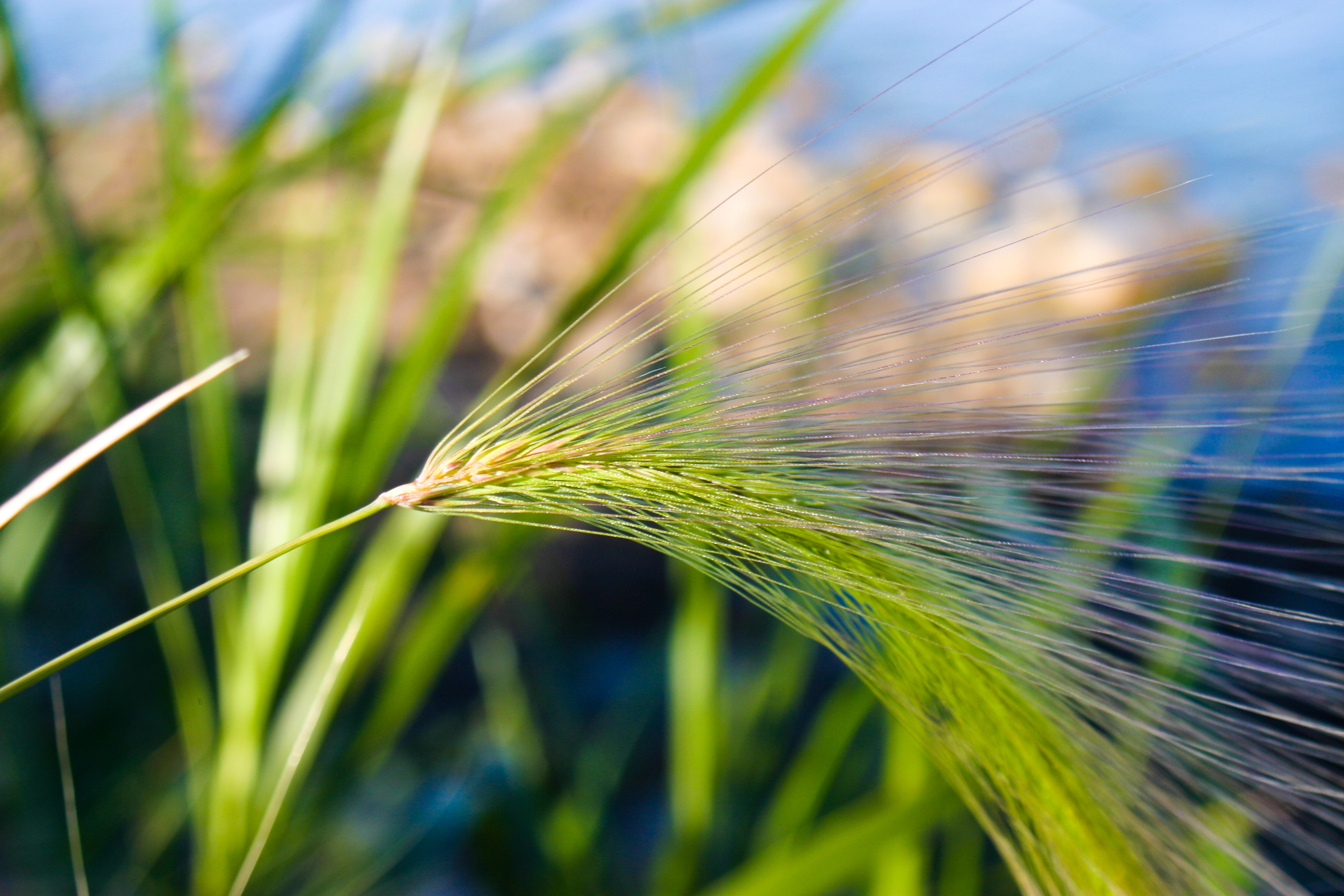 green winter barley plant against a blue sky