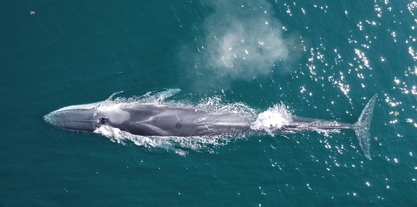 Whale Swimming