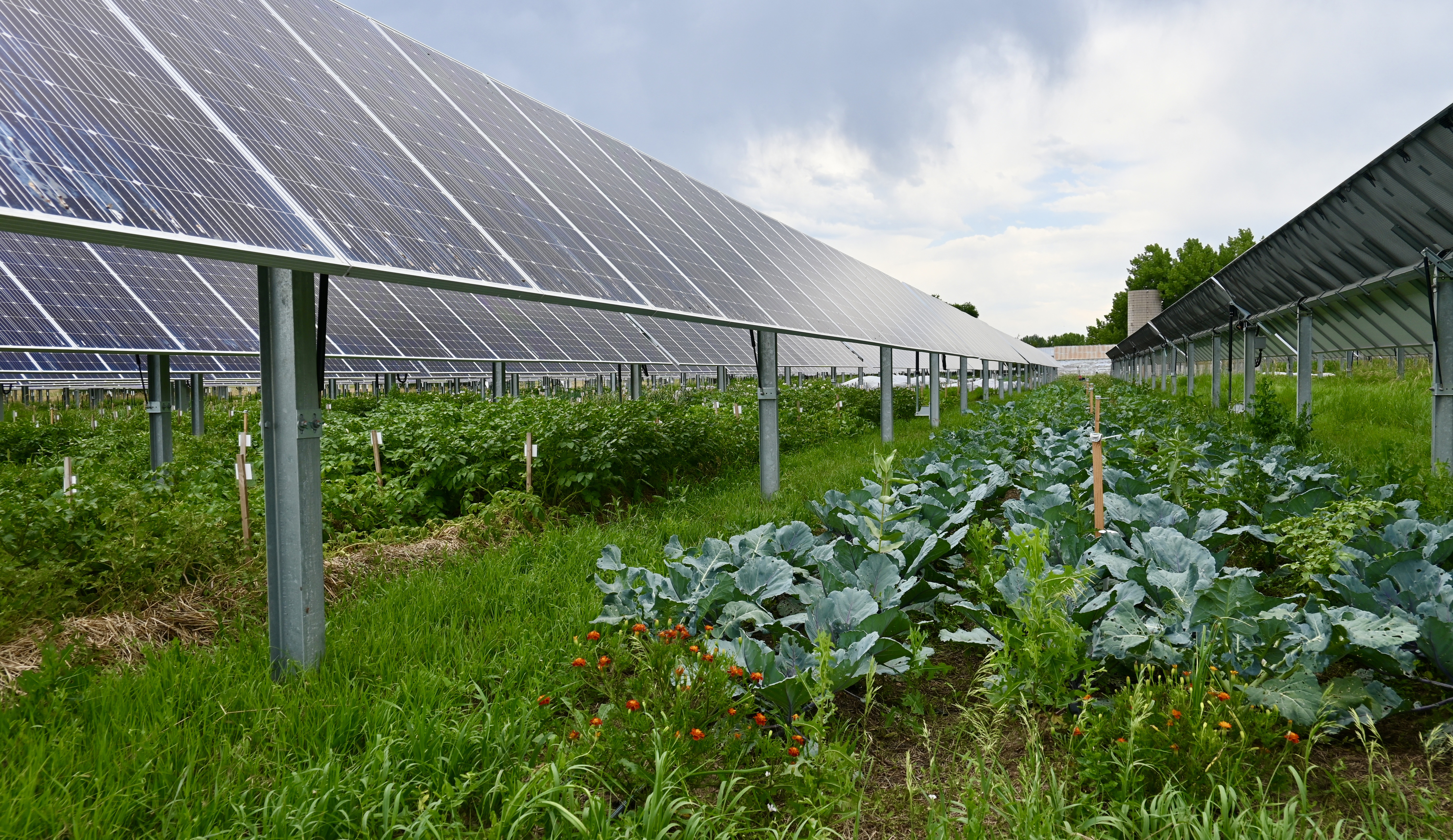 Jack's Solar Garden, a community solar agrivoltaics site in Colorado. 