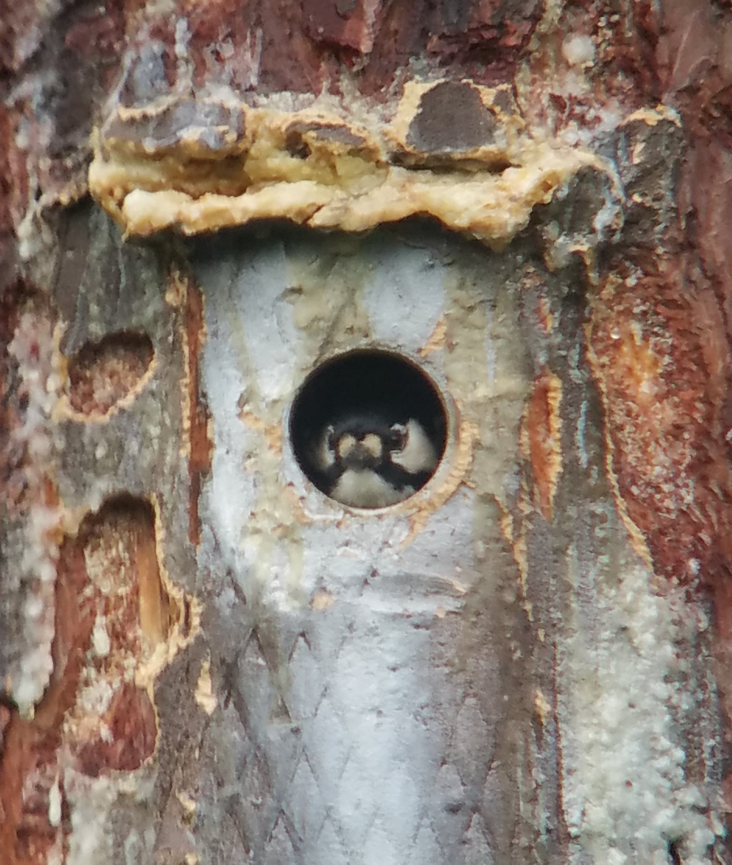 A black and white bird peeking out of a nest box hole