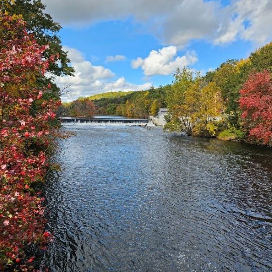 Image looking upstream at a small dam with water flowing over with thick tree covered bank