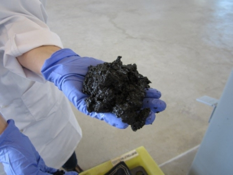 Sludge from a wastewater treatment plant