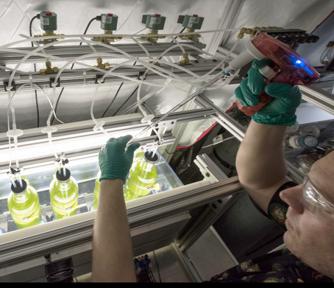 algae research at national renewable energy laboratory 