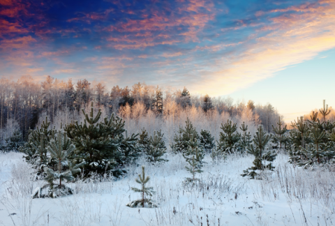 Photo of snow in the winter 