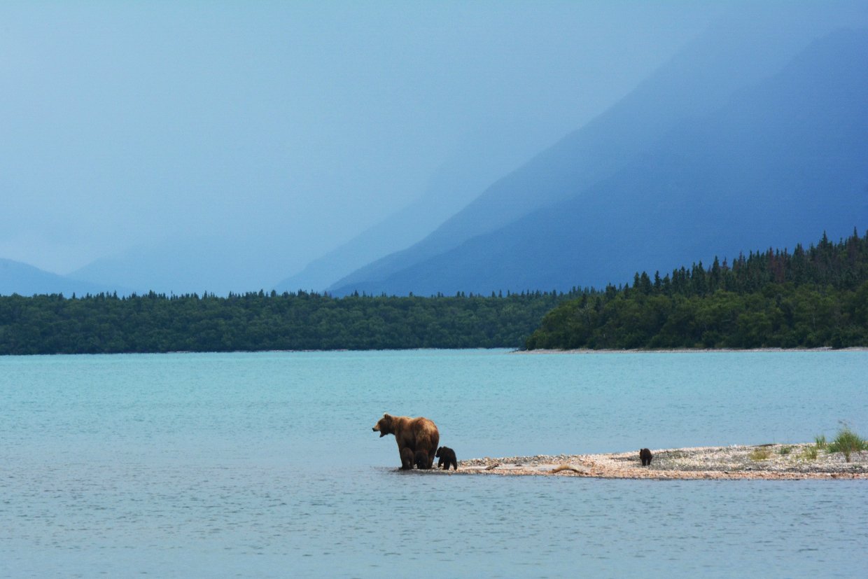 Unsplash Image Alaska Bear