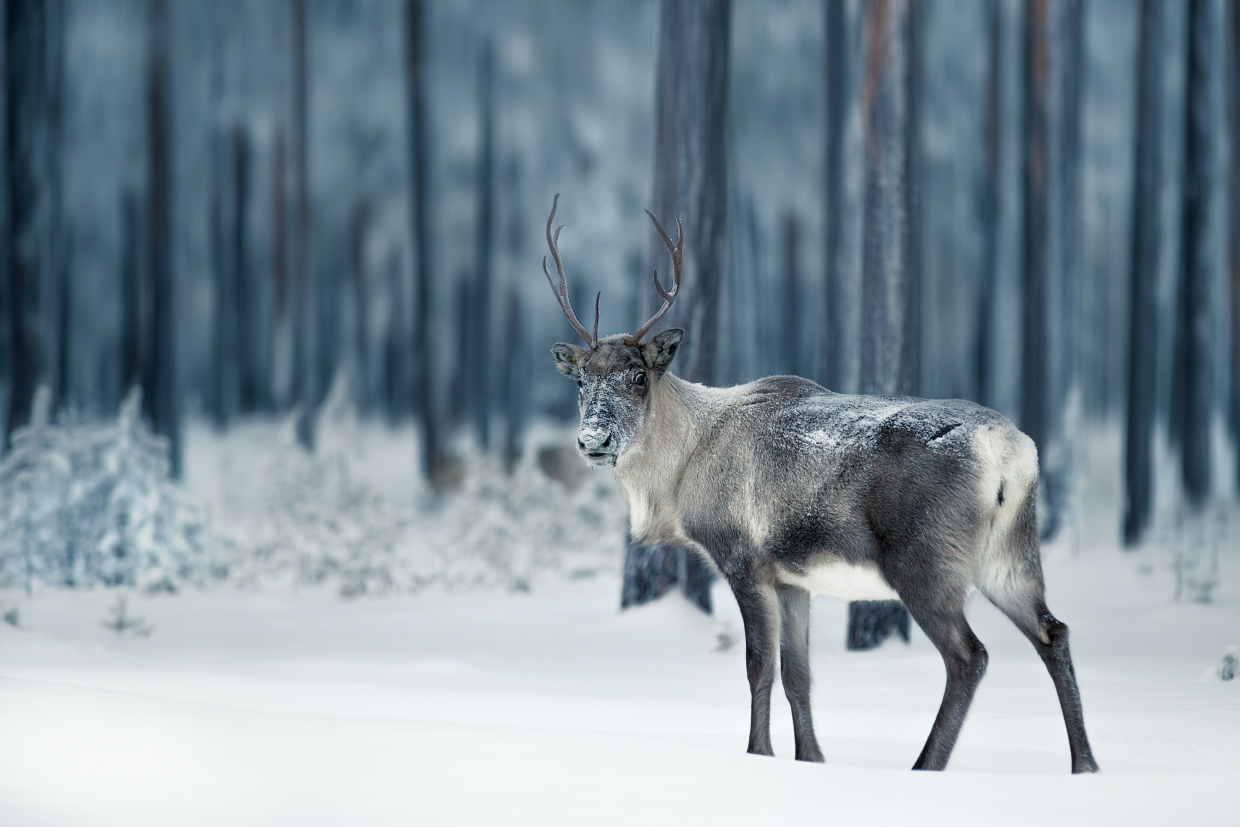 Unsplash Image Arctic Reindeer