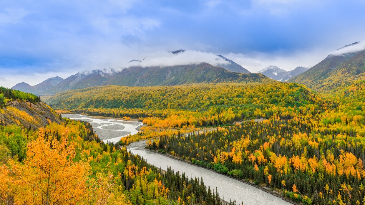 Unsplash Image Alaska Wildflowers