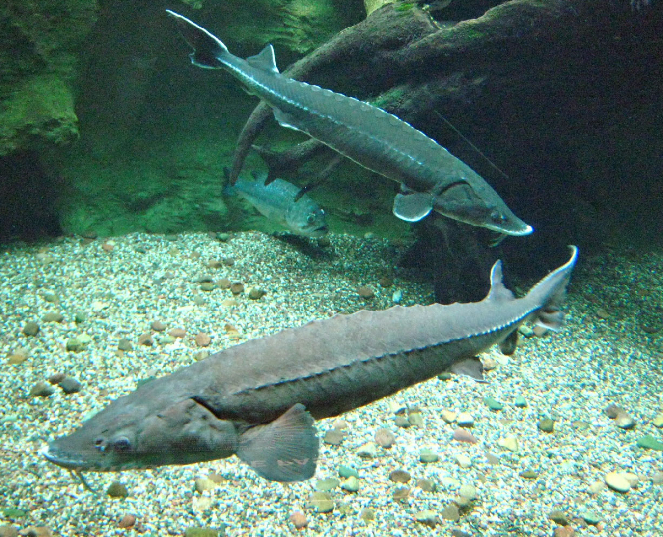 100316 PNNL Sturgeon.jpg