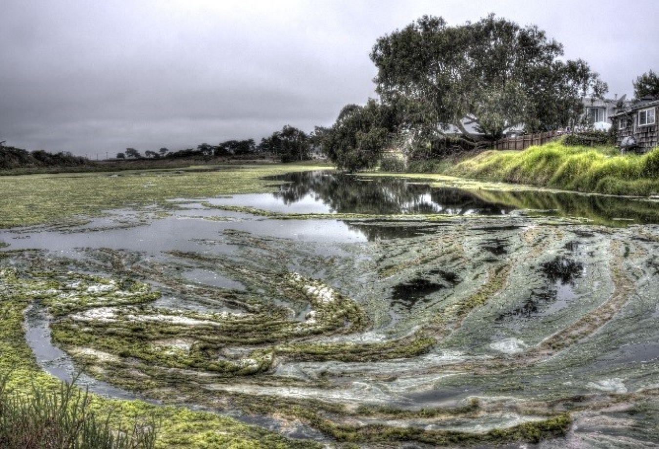 Natural algae ponds are currently complicated to harvest for commercial-scale fuel production.