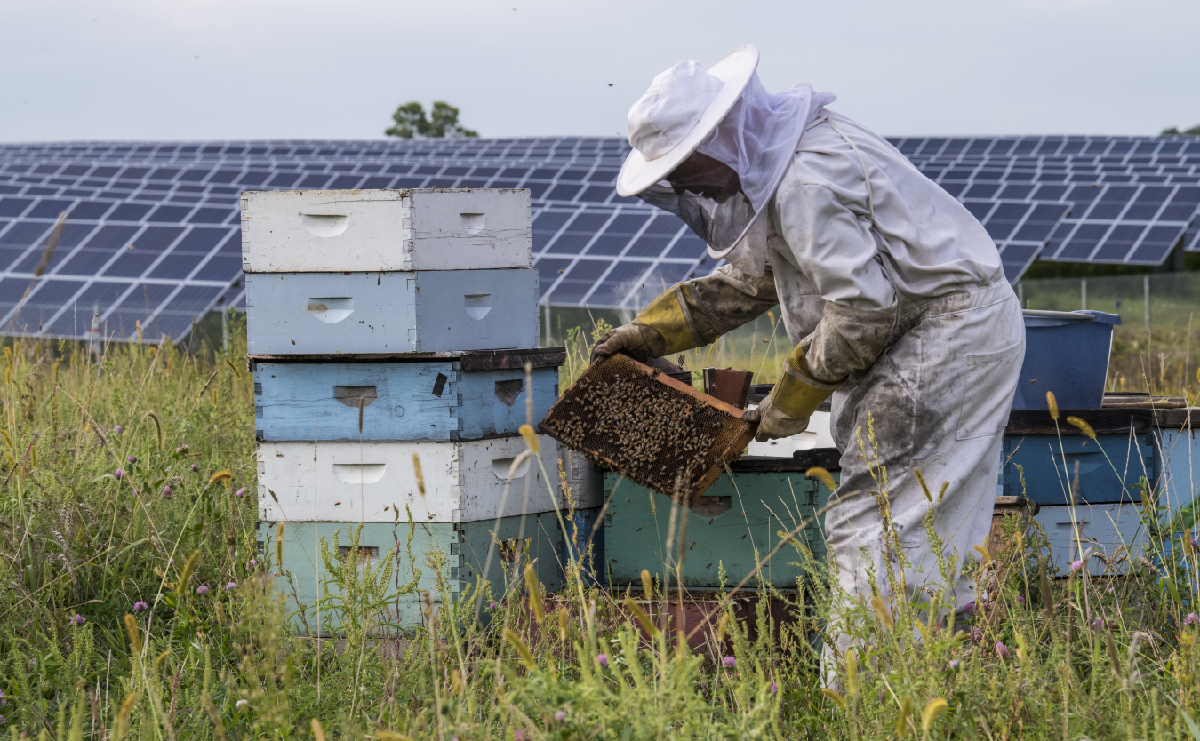 Beekeeper in front of solar array