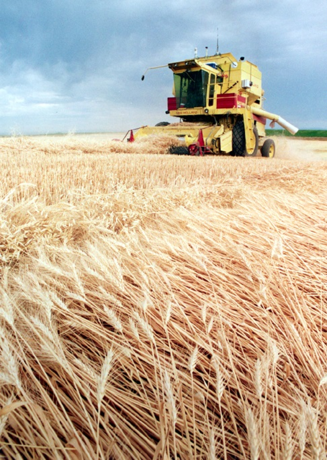 A photo of a farmer harvesting wheat