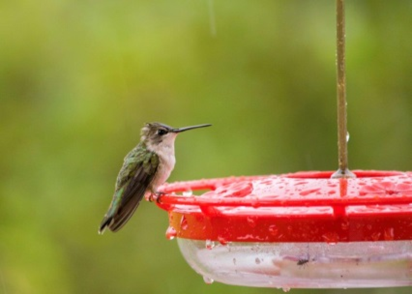 Female Ruby-throated Hummingbird.