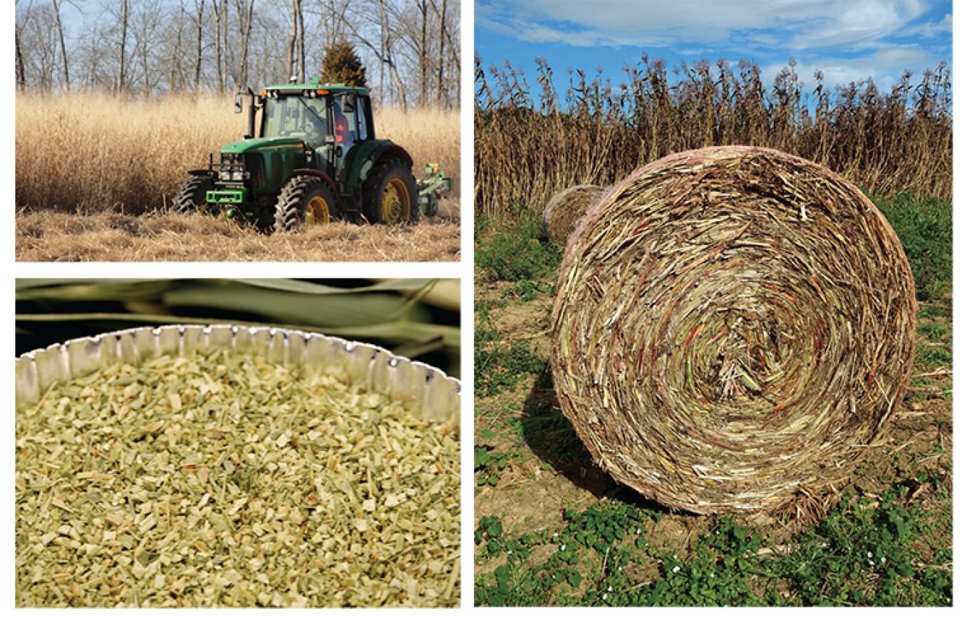 Top left: Switchgrass harvest. Top right: Switchgrass, baled. Bottom left: Chopped and ground switchgrass. Photos courtesy of Oak Ridge National Laboratory.