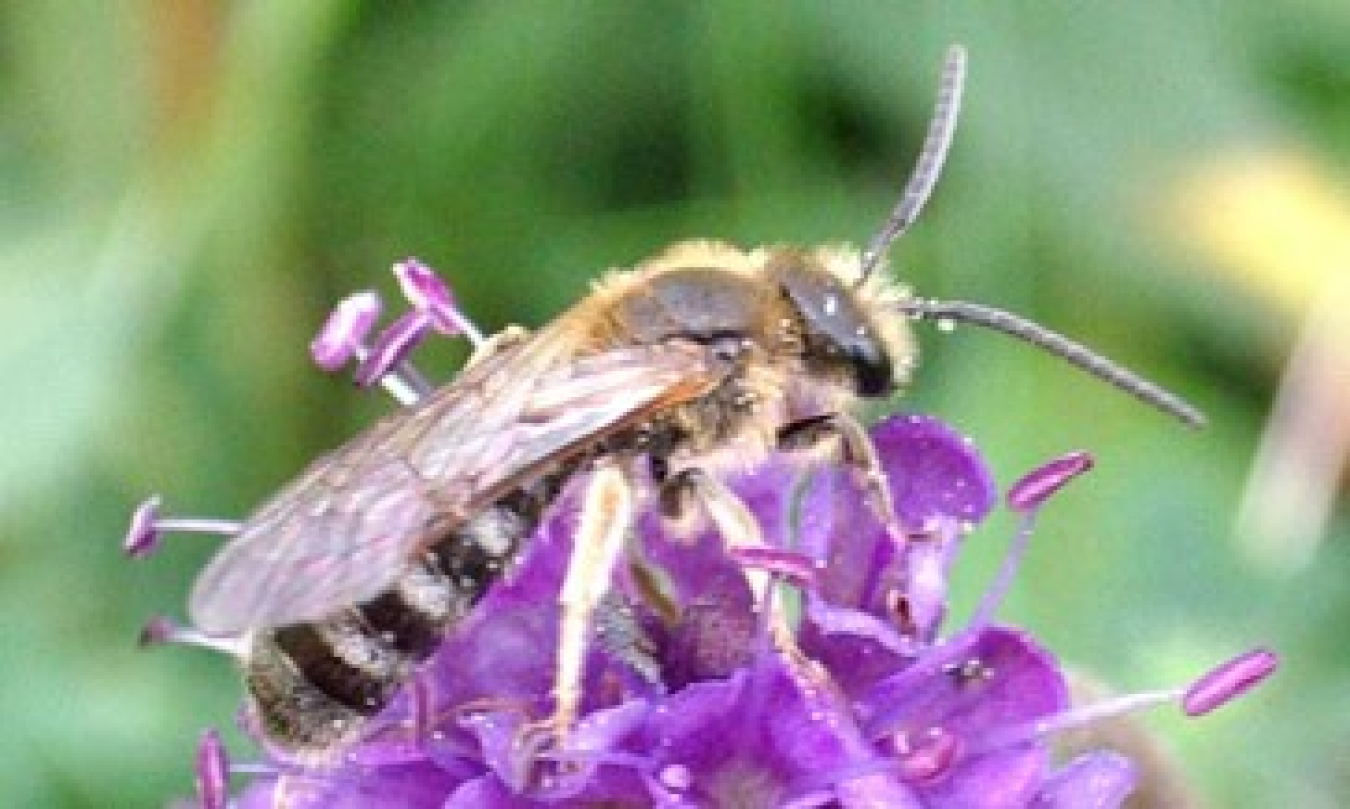 A sweat bee keeps busy. 