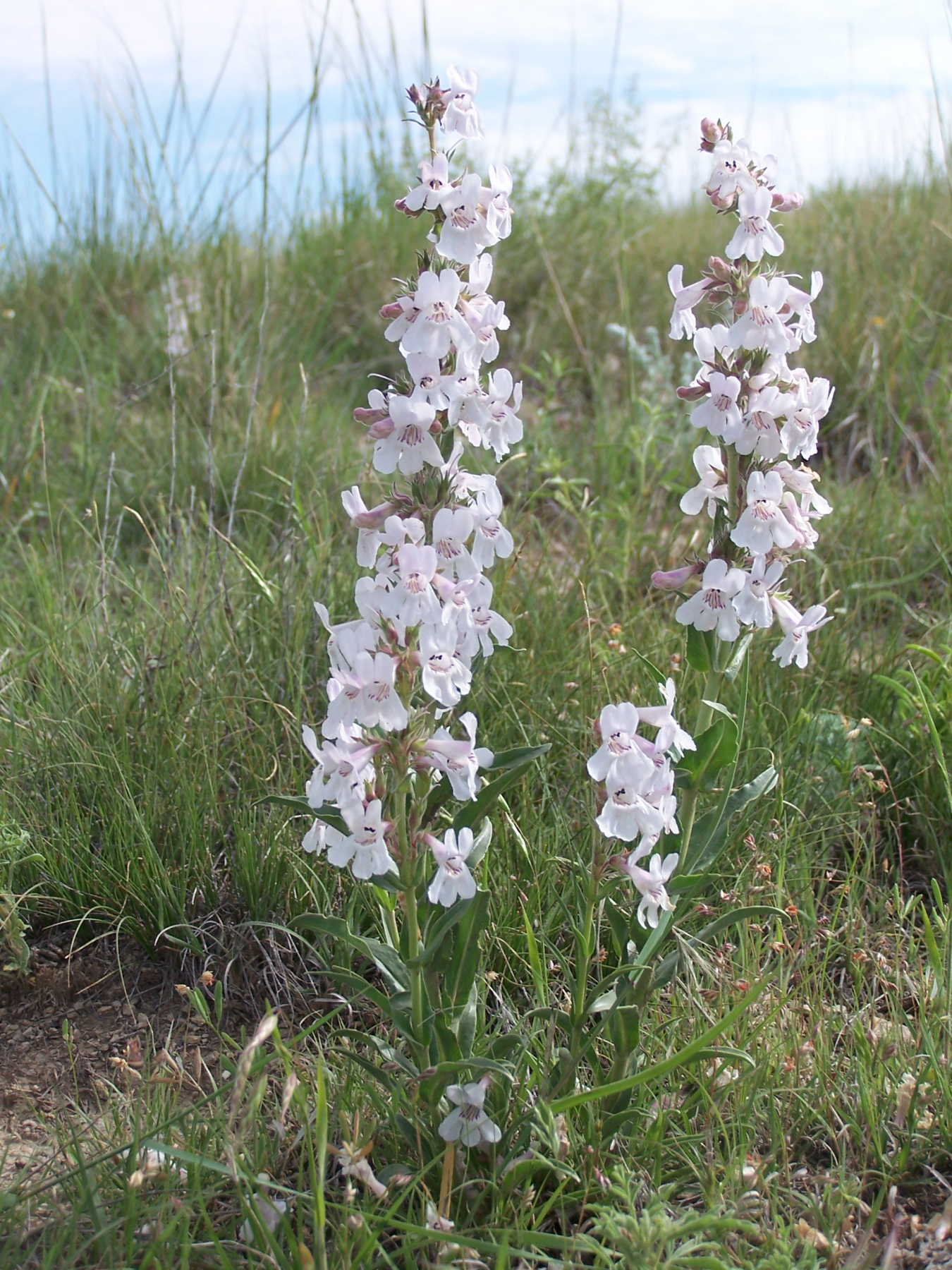 Penstemon bloom at the Edgemont site.