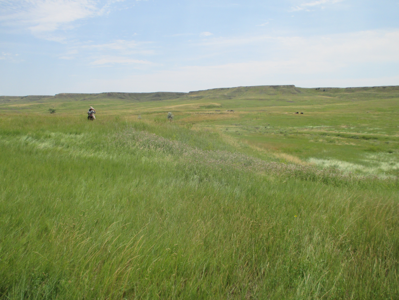 LM Edgemont Site Manager Tashina Jasso photographs wildflowers growing at the Edgemont site.