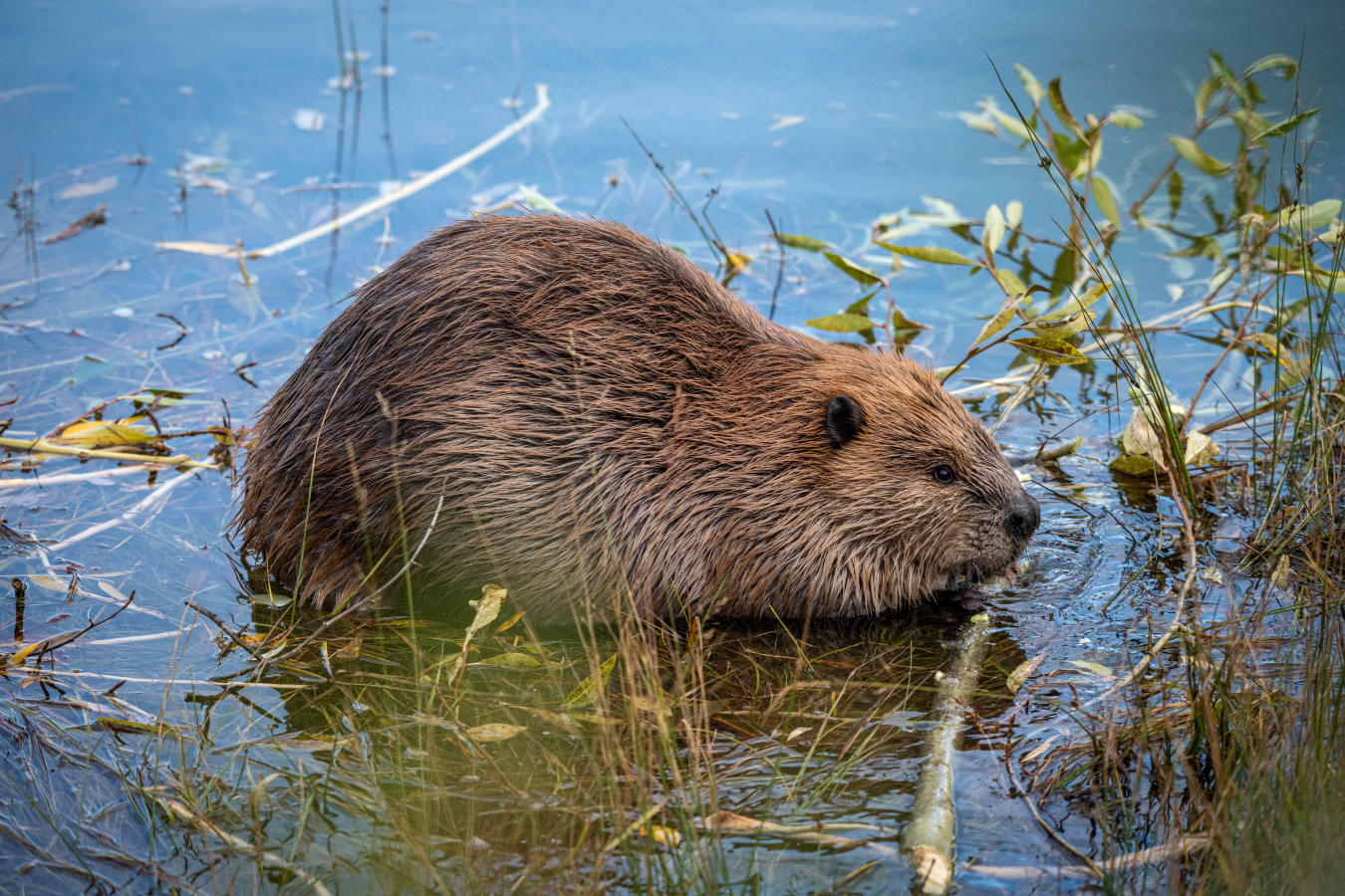 Fernald Preserve Beaver