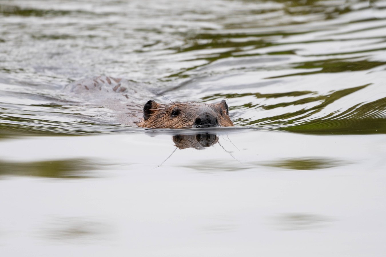 Fernald Preserve Enchanting Beaver