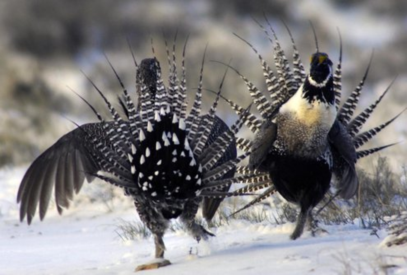 Gunnison Sage Grouse in courtship ritual