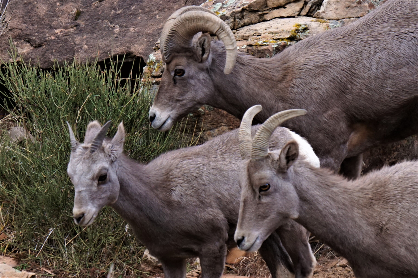 Bighorn Sheep - Woodland Area