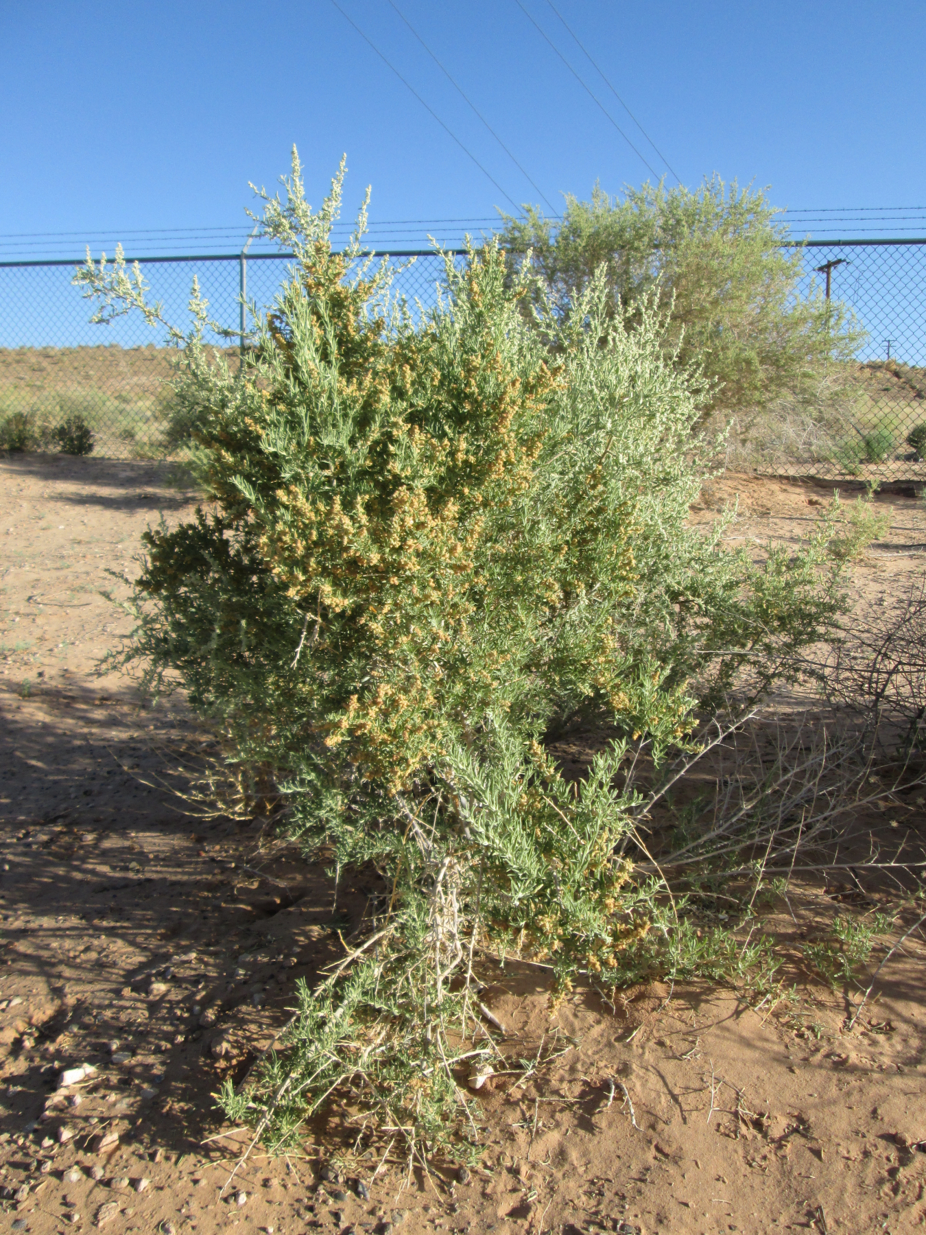 fourwing saltbush (Tuba City)