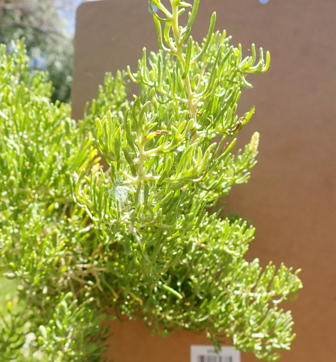 Greasewood is a shrub similar in size to fourwing saltbush, but its leaves are slender and succulent-like. The stems have sharp spines and are known to flatten tires.