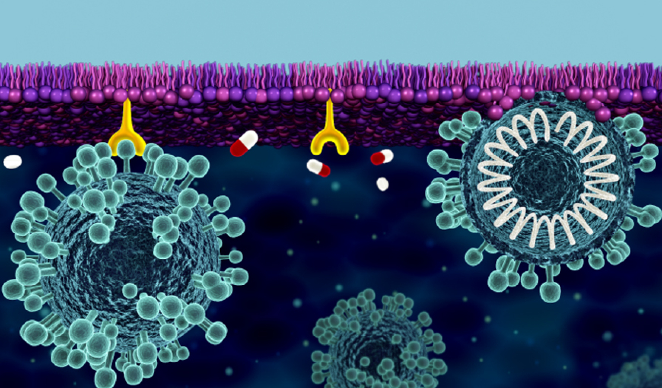 Two spikey viruses are attaching to a cell membrane, with a third further down.