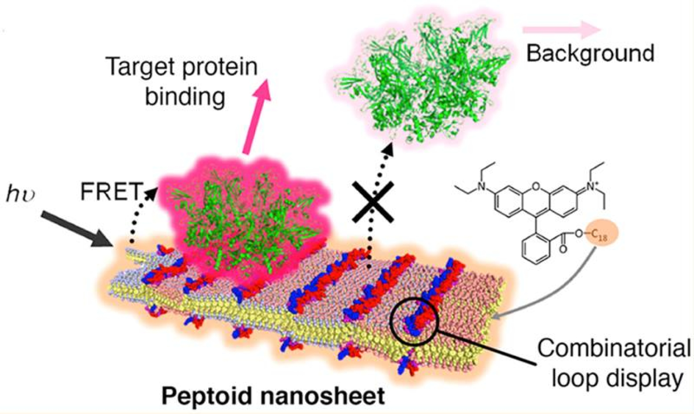 A diagram of a peptoid nanosheet functionalized with loops on its surface that bind to target proteins.