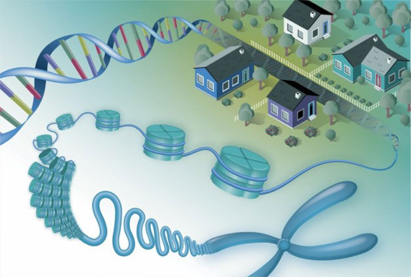 With new research, genomic neighborhoods help scientists understand functionally related genes in eukaryotes. 