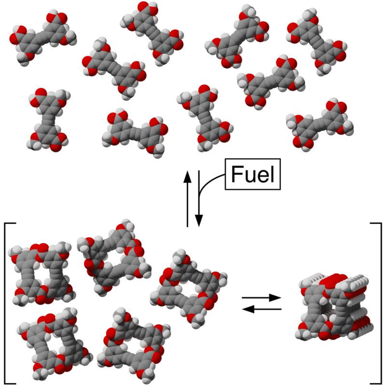 A chemical fuel causes molecules with two reactive sites to temporarily assemble into macrocycles, instead of forming polymer chains. The macrocycles are favored, in part, because they can undergo further assembly into aggregates.