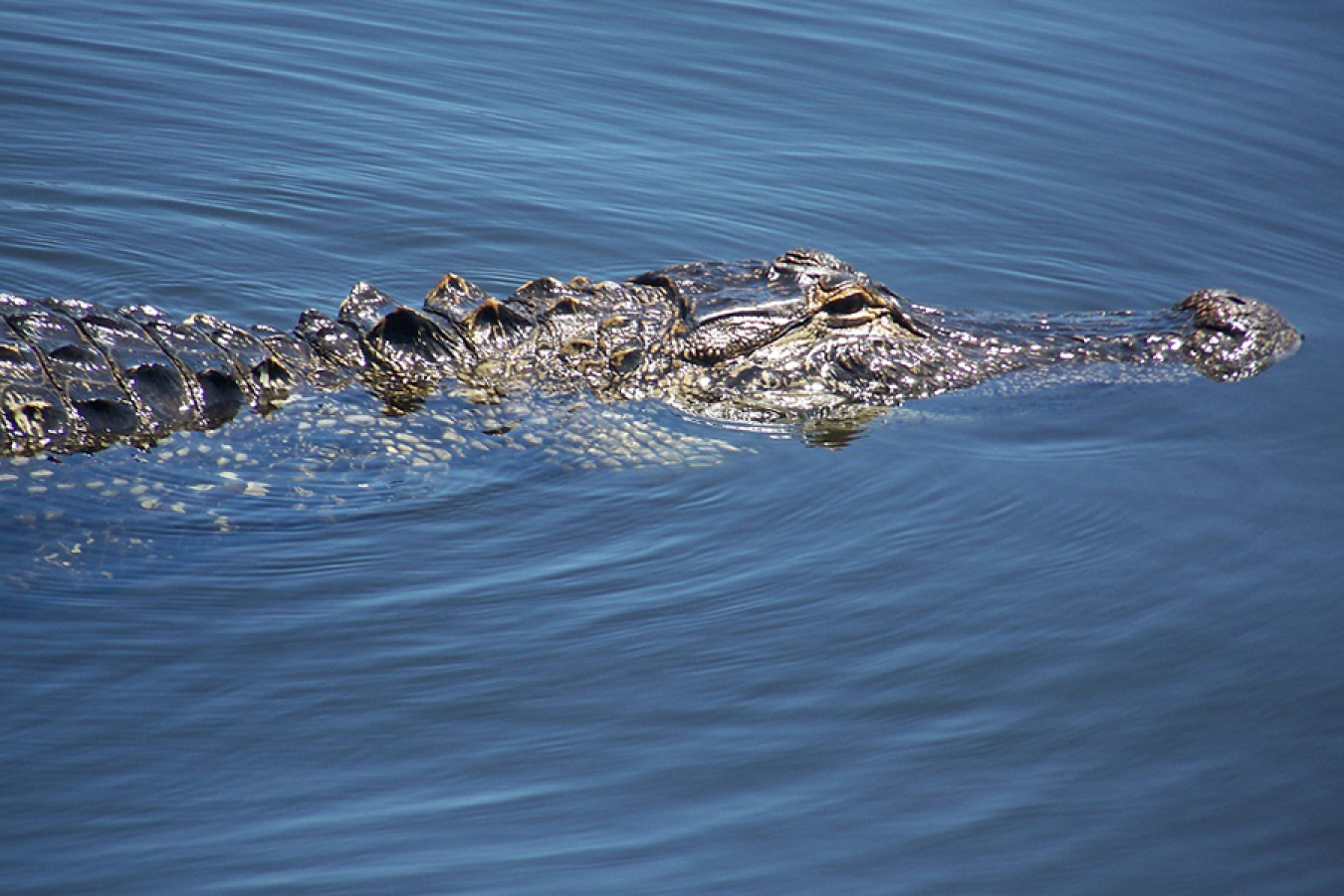 Pinellas, Florida, alligator.