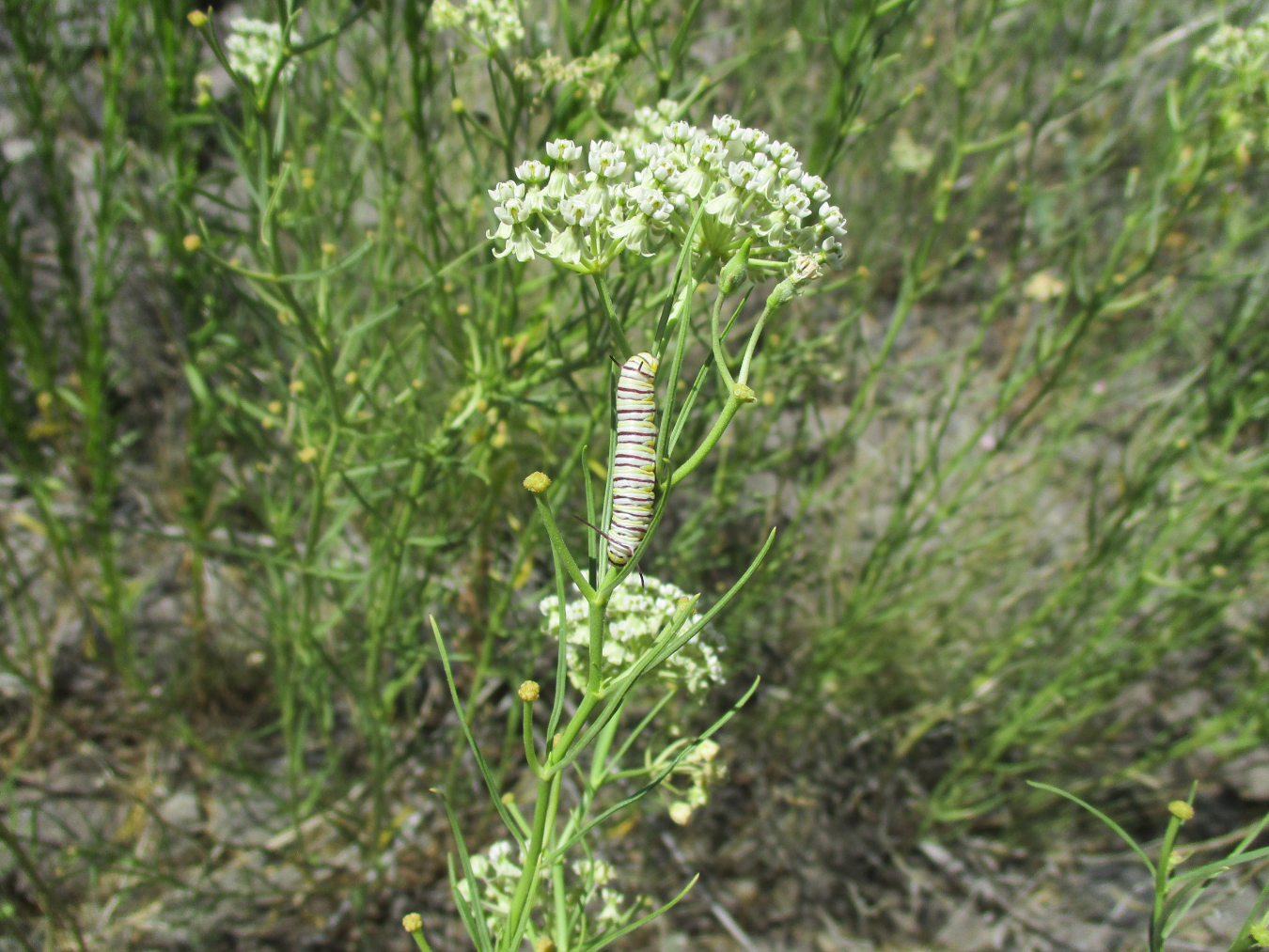 A Monarch caterpillar on a horsetail milkweed plant.