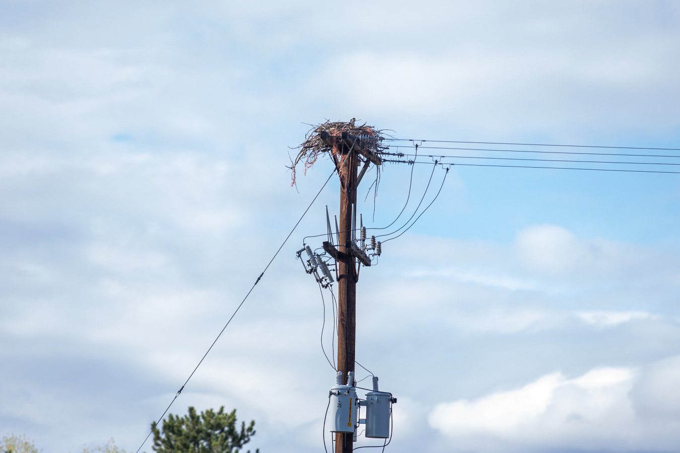 . A pair of ospreys has made its nest just above the Atomic Legacy Cabin.