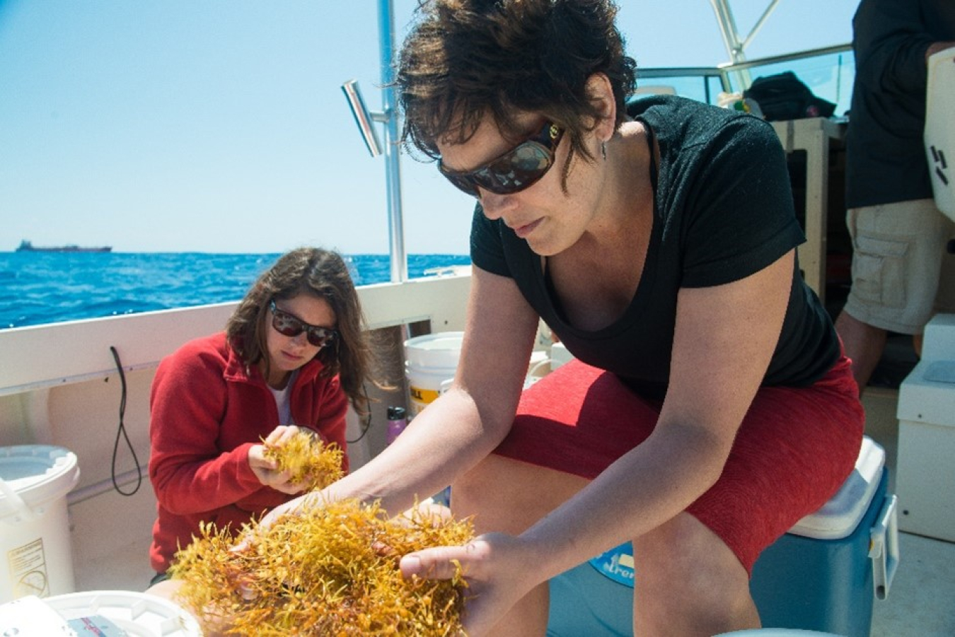 Dubbs and her student collect sargassum, a widespread brown algae about which little is known, off the North Carolina coast.