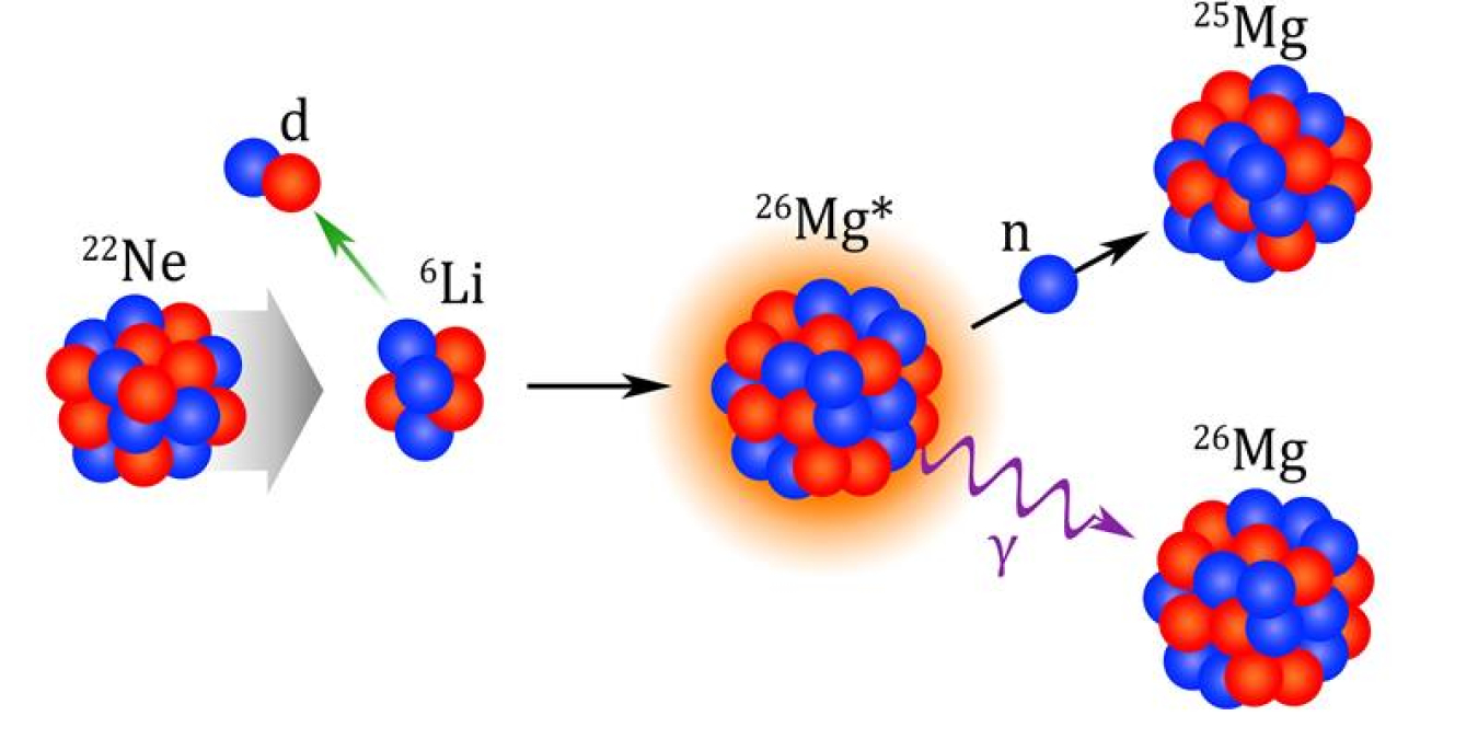 An isotope of Neon (22Ne) captures an alpha-particle (α) to create Magnesium-26 (26Mg) in an excited state. The excited Magnesium-26 then releases energy by emitting a gamma ray (γ), leading to Magnesium-26 or a neutron, leading to Magnesium-25. 