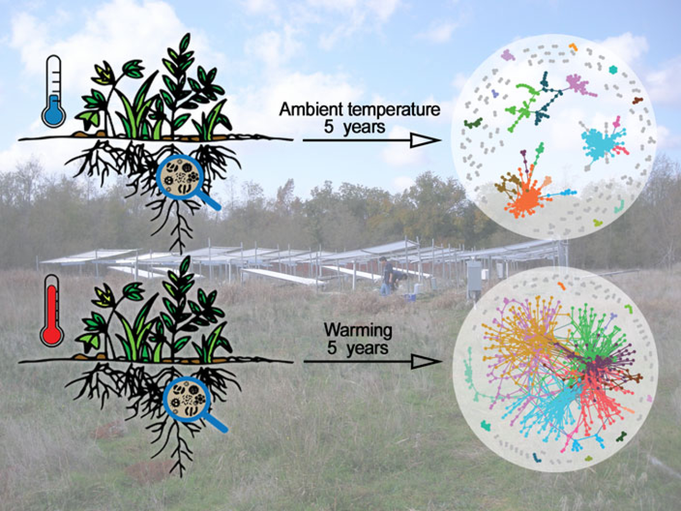 Researchers monitored tall grass prairie soil microbial communities as part of a 5-year global warming study. Experimental warming of soils caused microbial communities to form more complex network structures compared to unwarmed control soils.