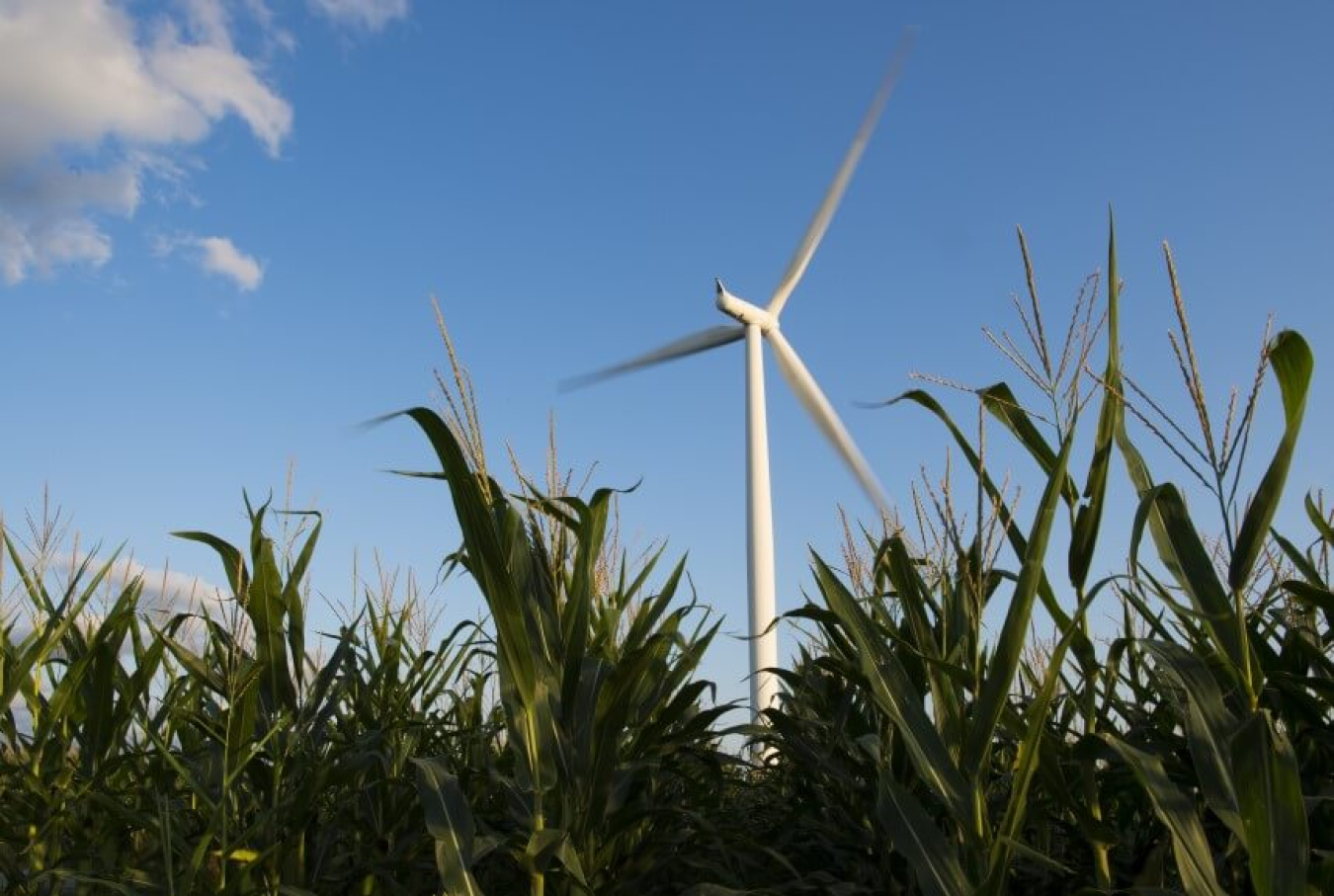 Wind turbine in a cornfield.