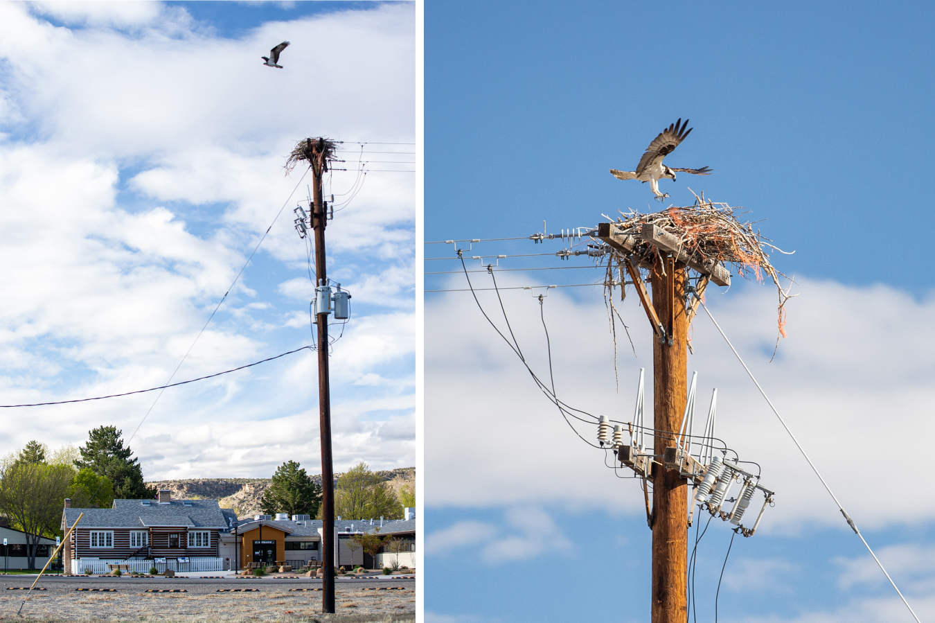 A mating pair of ospreys made a nest high above LM’s Atomic Legacy Cabin.