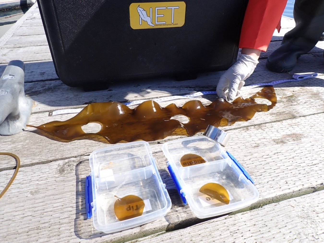 The NET (Nutrient Extraction Toolkit) is a state-of-the-art and low-cost kit designed, assembled, and tested to enable kelp farmers to systematically collect tissue and water samples for the determination of nutrient removal at harvest.