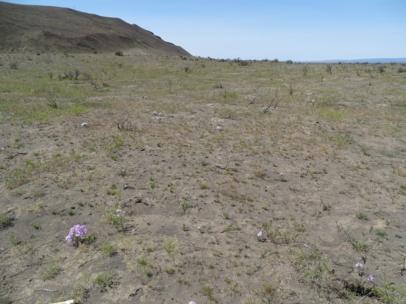 New plants bloom in the Gable Mountain area following remediation work that included aerial reseeding after a fire in June 2020.