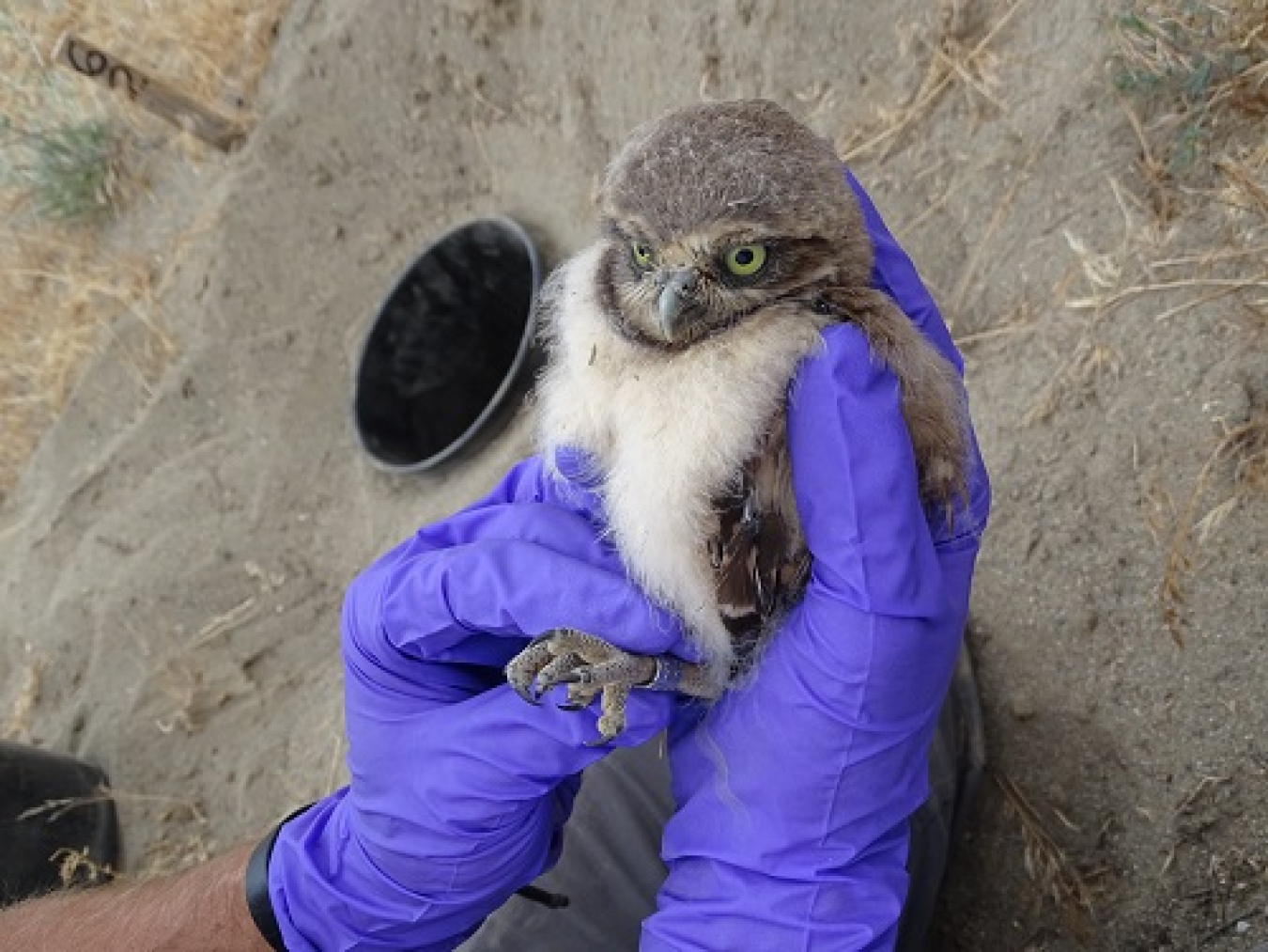 A young burrowing owl on the Hanford Site sports a small band around its leg to help researchers understand its life history.