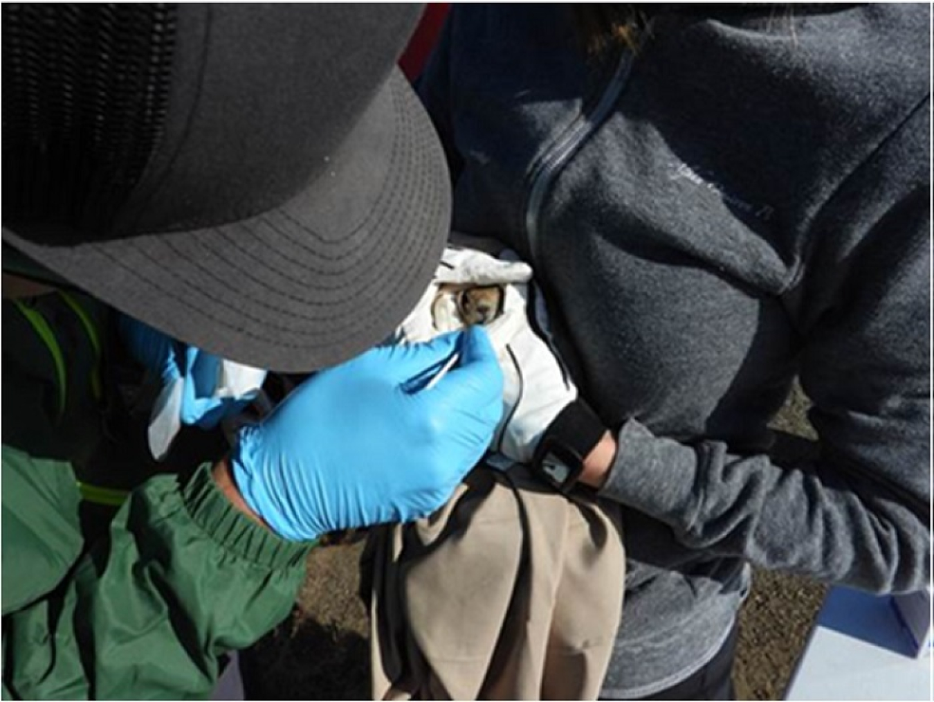 Cole Lindsey, left, and Becky Elias, biologists for Hanford Mission Integration Solutions, take a small tissue biopsy of a Townsend’s ground squirrel to help study the Hanford Site’s declining population of the species.