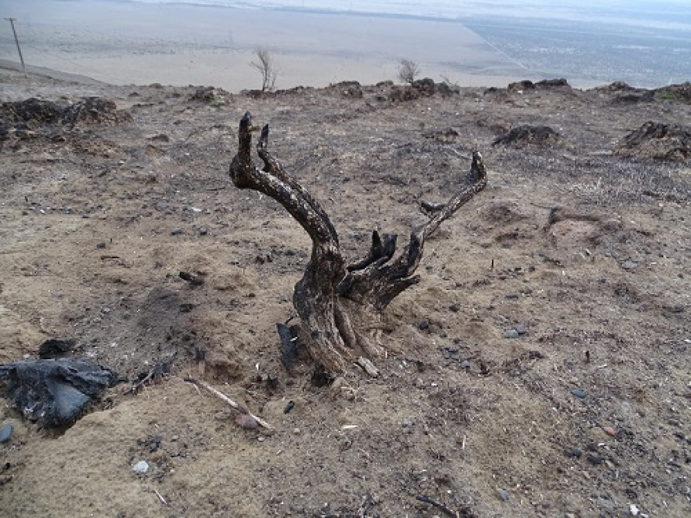 Native shrubs are returning to the Gable Mountain area following an extensive remediation process that included aerial reseeding.