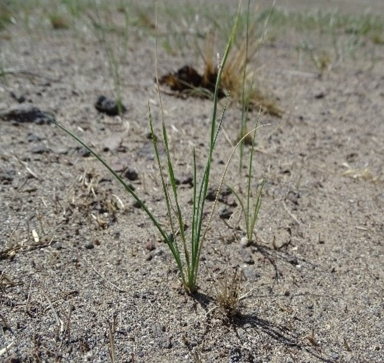 Following a restoration effort that dropped 70,000 pounds of locally sourced seeds on the Hanford Site’s Gable Mountain, native grass is growing again.