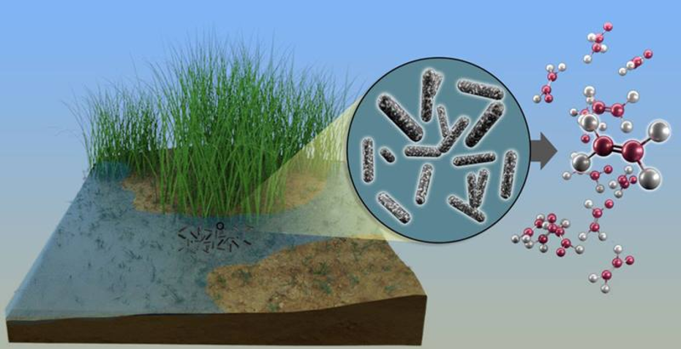 Oxygen-deprived bacteria in soil and freshwater environments make ethylene and methane as a byproduct of salvaging sulfur from small organic compounds.