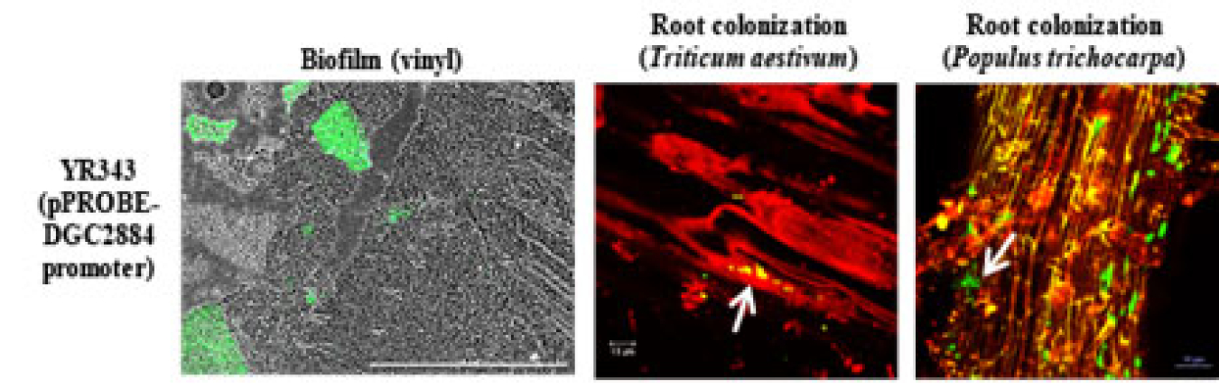 Expression of the enzyme diguanylate cyclase (DGC2884, in green) by a bacteria called Pantoea sp. YR343 on tree roots when forming biofilms and colonizing those roots. Arrows indicate locations of bacterial colonization.